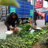 道县：栽红植绿正当时 苗木市场销售旺