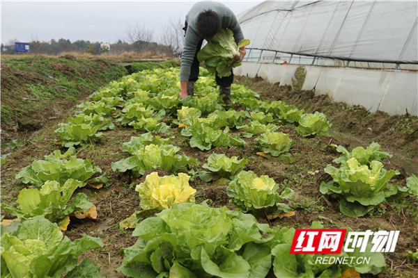 2月20日，道县东门街道高车村，农民在地里收获白菜。