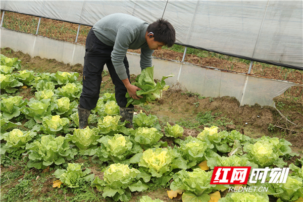 2月20日，道县东门街道高车村，农民在地里收获白菜。
