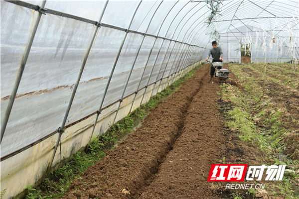 近日，道县春回大地、万象更新，春风和煦、春雨潇潇，农民抢抓农时开展犁田翻地、育苗播种、修剪果枝、收获蔬菜等春季生产，田间地头一片忙碌景象。