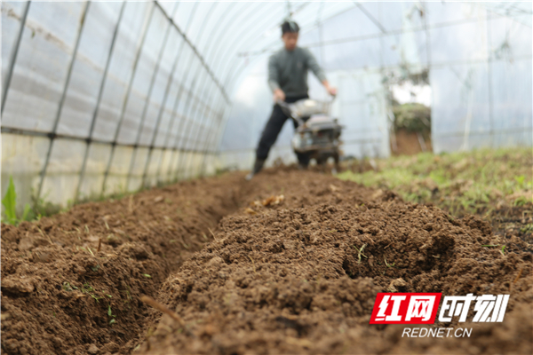 红网时刻2月21日讯（通讯员 周凤连 邓树才）2月20日，道县东门街道双塘村、高车村，农民在蔬菜育苗大棚里耕地、管护辣椒幼苗。