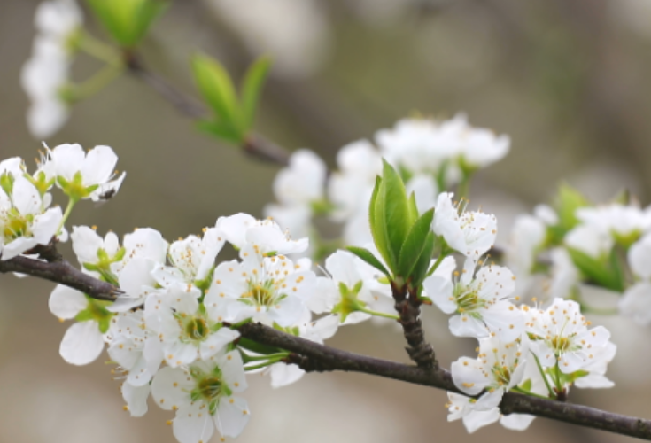 视频丨东安：李花盛开春满园