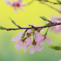 湖南道县：踏春赏花正当时（组图）