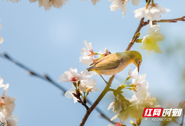 蓝山：鸟戏花间春意浓（组图）