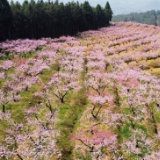 新田县骥村镇：打造3000亩“桃花源” 助力乡村振兴