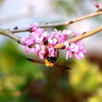 新田：紫荆花开红艳艳（组图）