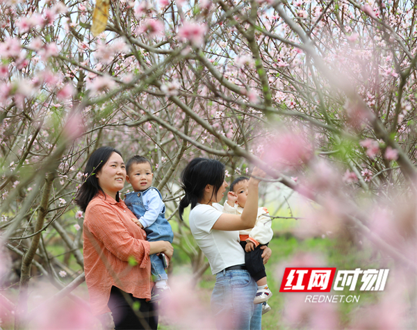 游客在赏桃花。