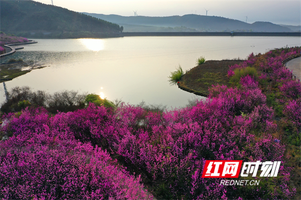 湖南江永 万亩野生紫荆花齐花怒放宛如画 组图