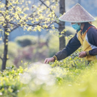 视频丨湖南蓝山：高山春茶采摘忙