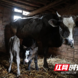 永州新田:牛牛牛!牛妈妈生下双胞胎,几率仅五万分之一