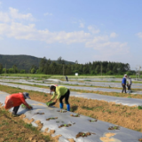 江永：抢抓时令季节 充实粤港澳“菜篮子”