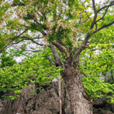 东安：沉香寺里沉香花开