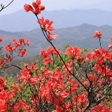 视频丨东安：杜鹃花开美如画