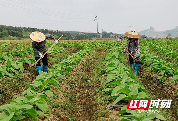 湖南新田：春夏之交 田间管护忙（组图）