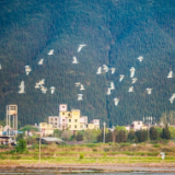 美永州丨蓝山：空中贵客！千年鸟道又迎热闹（组图）