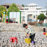 湖南新田：种了木耳种水稻 土地提质又增效