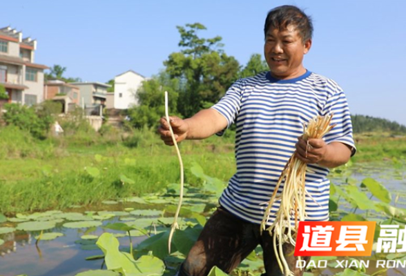 道县：藕尖抢“鲜”上市