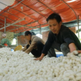 道县：首批蚕茧迎丰收 蚕桑产业“破茧成蝶”