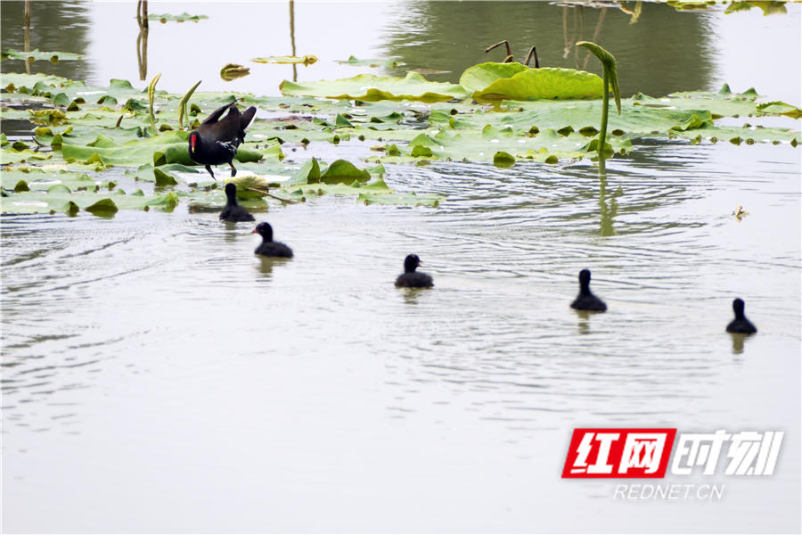 5月19日，道县东门街道绍基公园，池塘里一只野生黑水鸡带着几只“小宝宝”觅食。
