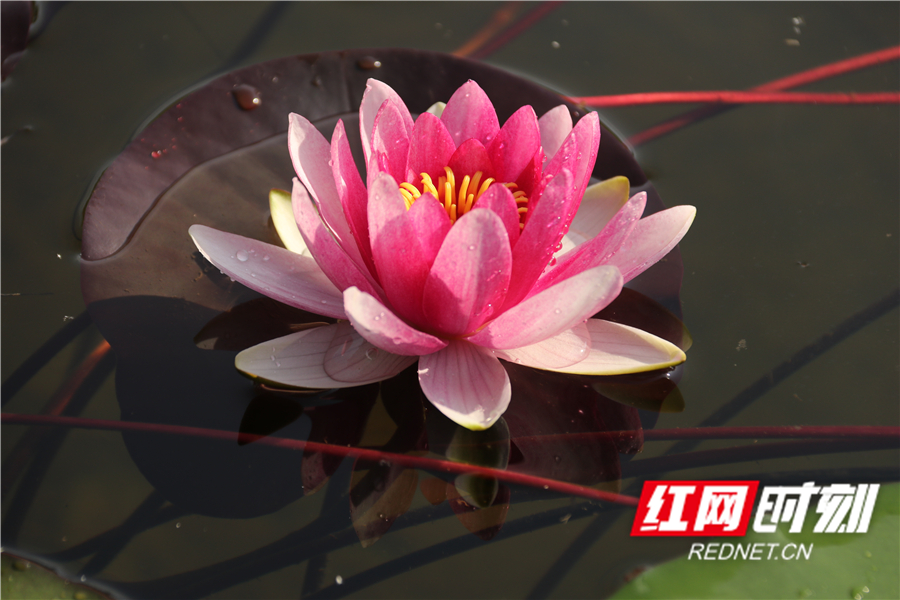 5月19日，道县绍基公园，池塘里睡莲绽放。