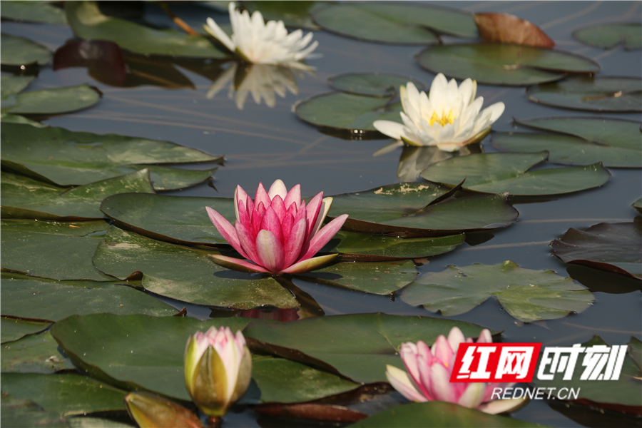 5月19日，道县绍基公园，池塘里睡莲绽放。