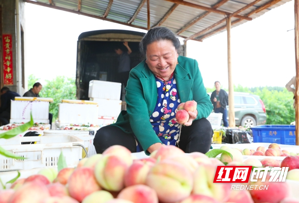 湖南新田：桃子熟了 果农笑了（组图）