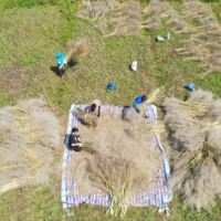 道县：“油-稻-稻”一年三熟耕作助农增收