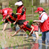 湖南新田：助农插秧保粮稳（组图）