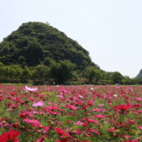 江永：千年瑶寨添新景 格桑花开游客来