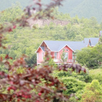 湖南新田：别样风情紫叶李 春花夏果都美丽（组图）