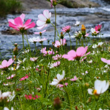 秀美双牌丨阳明山村仲夏美如画