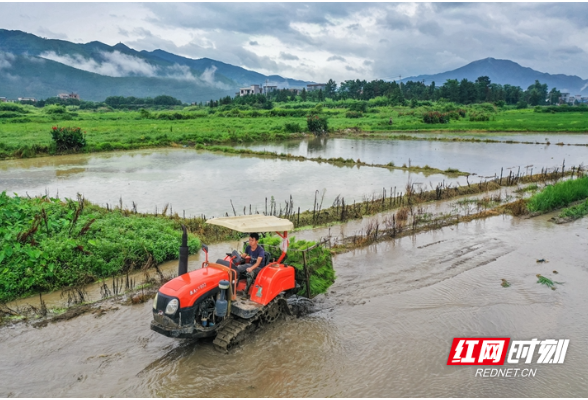 湖南蓝山：夏至农忙（组图）