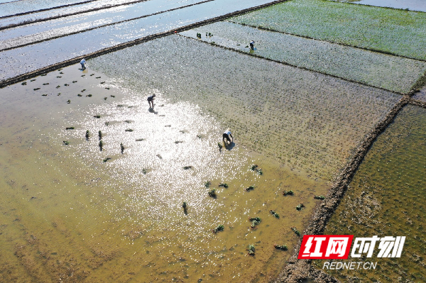 6月26日，在道县万家庄街道五洲社区，村民在被洪水淹过的农田里补插水稻。