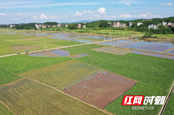 6月26日，在道县万家庄街道五洲社区，村民在被洪水淹过的农田里补插水稻。