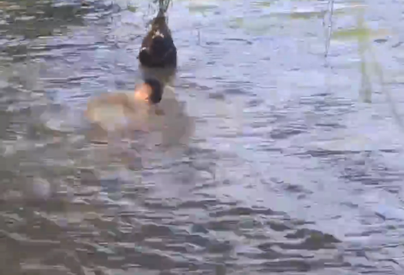 视频丨东安：两名儿童不慎落水 巡河干部成功解救