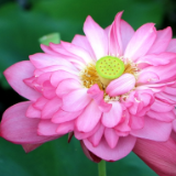 新田：幽幽荷花香（组图）