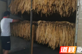 视频丨道县：2022年第一烤“黄金叶”正式出炉
