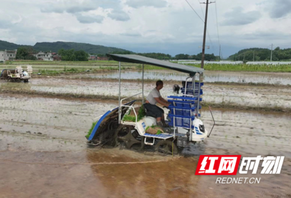 东安：机插秧吹响27.77万亩晚稻生产“冲锋号”