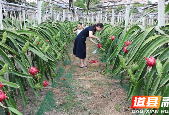 道县：火龙果喜获丰收 游客采摘欢乐多