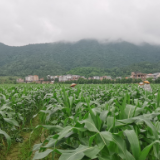 田间地头话振兴丨新田：在“硒”望的田野上展望新乡村