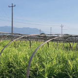 江永：香姜丰收季 姜农收获忙