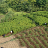冷水滩：2500亩青蒿喜获丰收