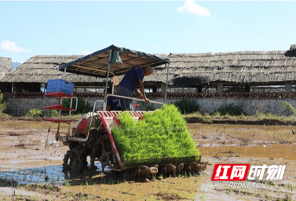 新田：严守耕地红线 端牢手中“饭碗”