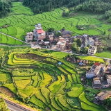 湖南蓝山：稻花飘香乡村美（组图）