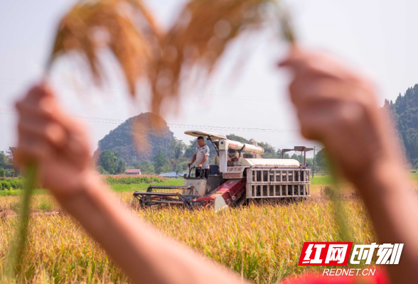 湖南道县：早稻收割进入尾声 夏粮喜获丰收 