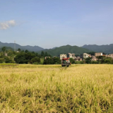 蓝山县:早稻开镰收割 农机助力增产