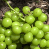 江永:“阳光玫瑰”甜蜜上市 吸引大批市民采摘游玩