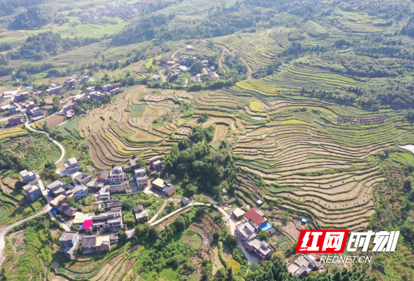 湖南蓝山：山田秋色（组图）