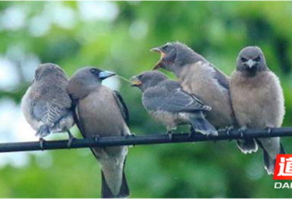 道县发现灰燕鵙 刷新湖南省鸟类名录新纪录