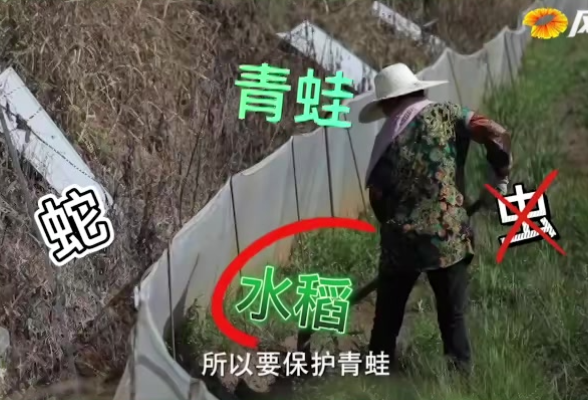 普利桥种粮记第二季丨第六集：稻田筑起“铜墙铁壁”！为什么？